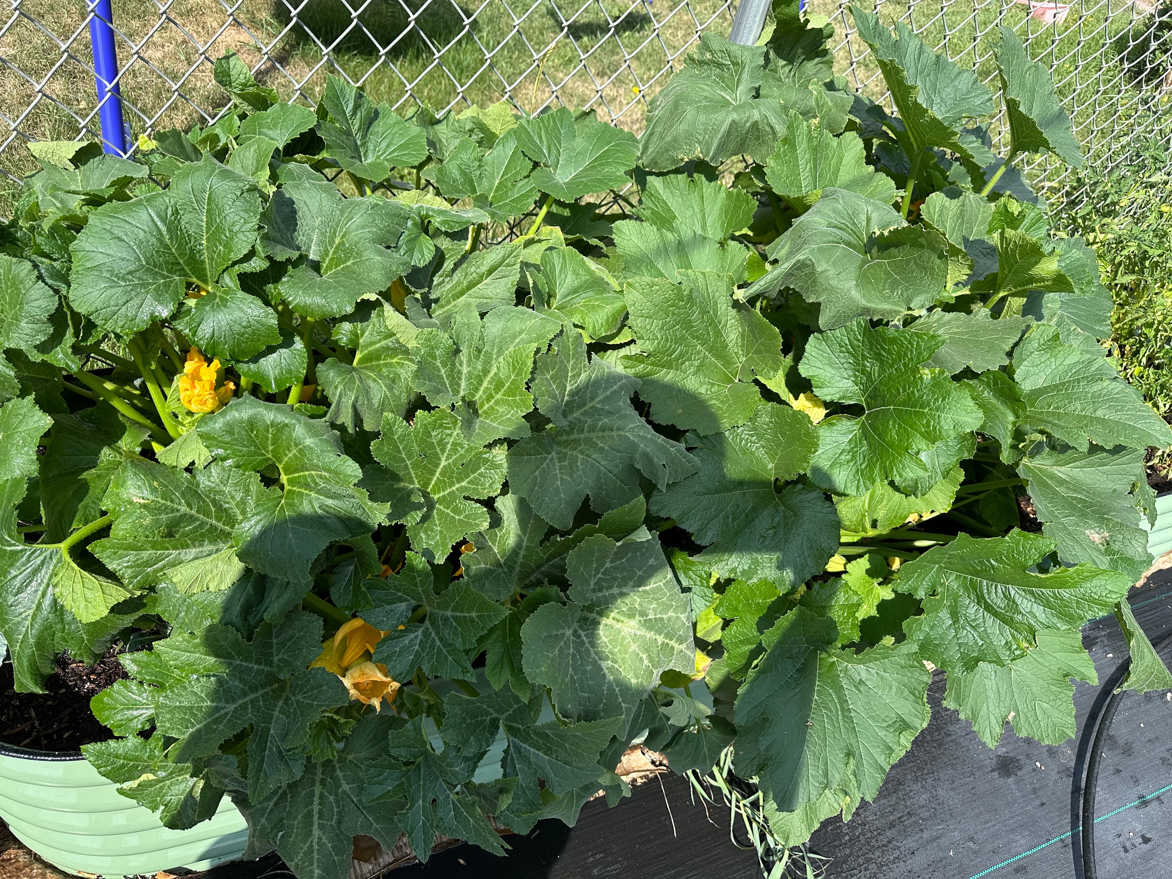A zucchini or summer squash plant with large leaves and yellow blossoms overtaking a raised garden bed