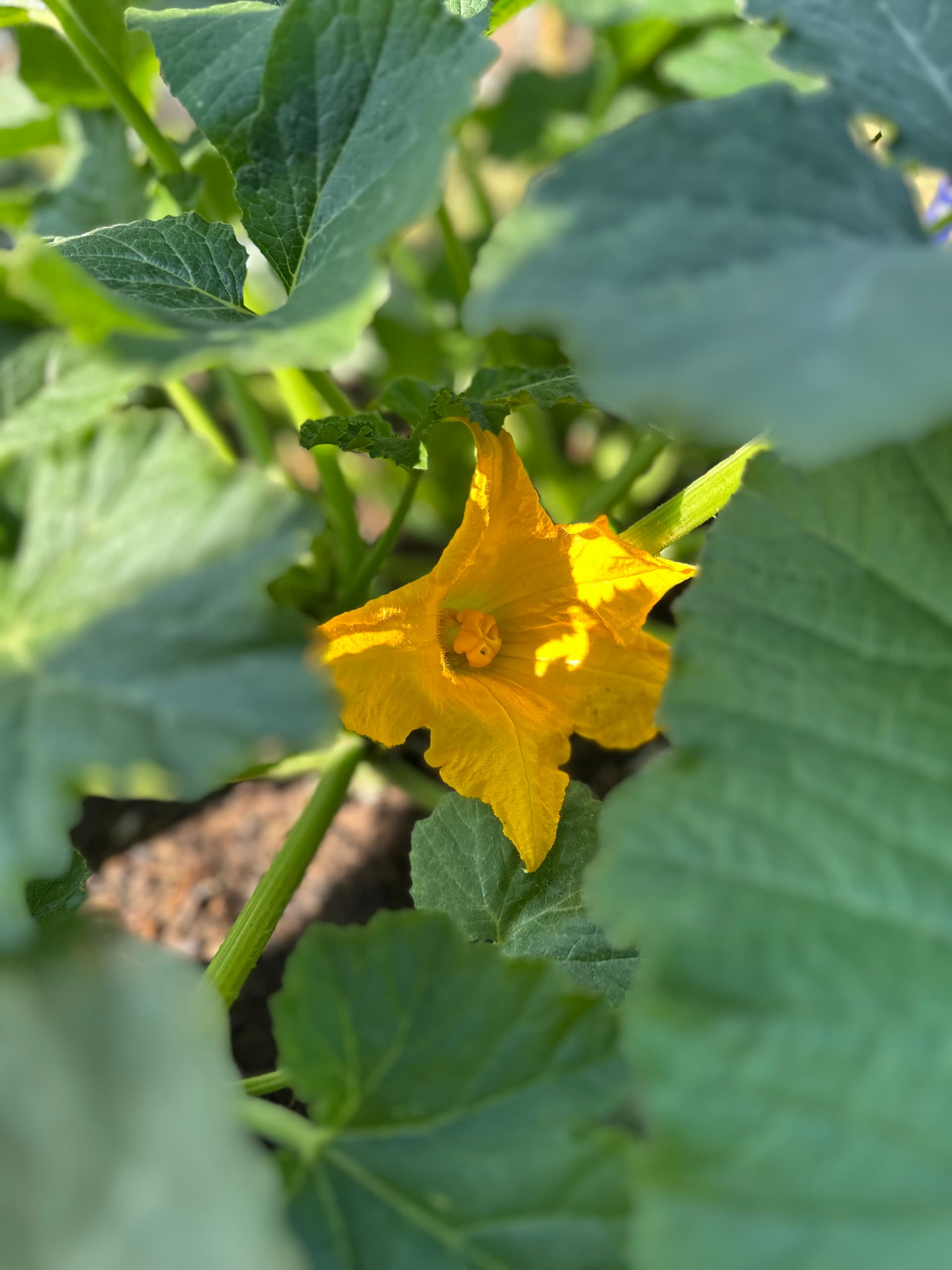 Open squash blossom in a backyard vegetable garden