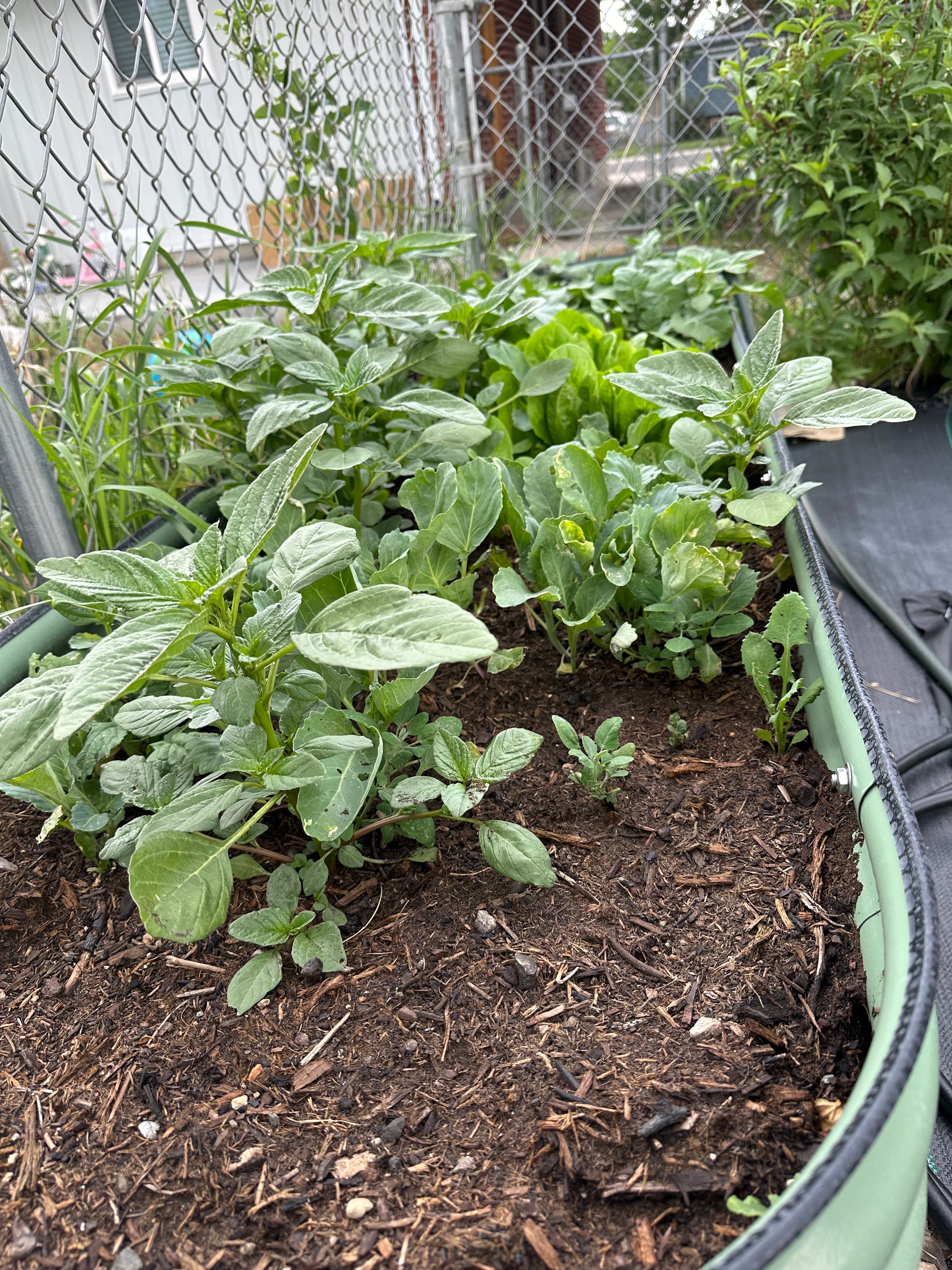Backyard vegetable garden growing in a raised bed, Cody WY