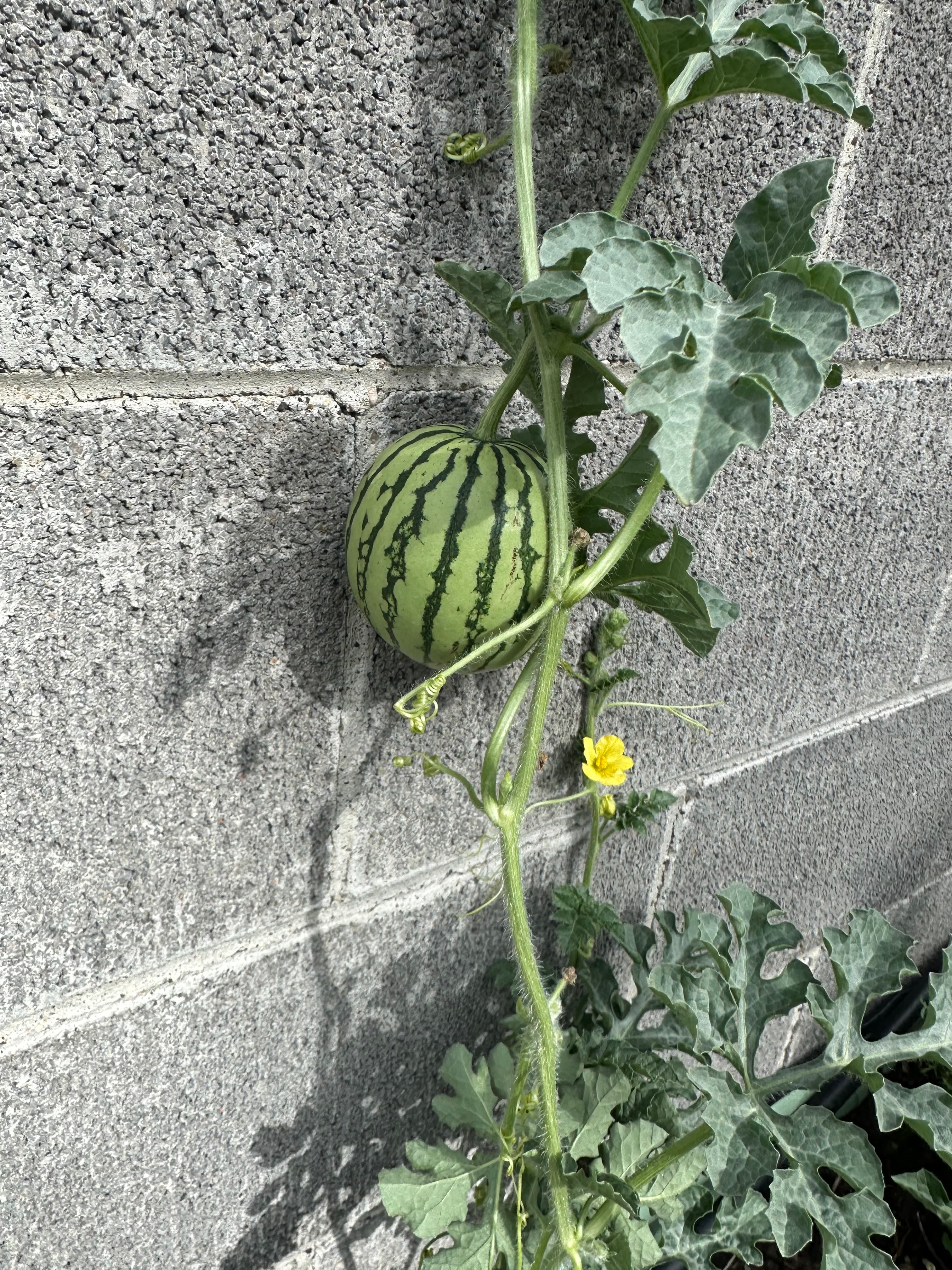 Watermelon growing against a sun-warmed wall, Cody WY